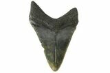 Fossil Megalodon Tooth - South Carolina #164986-1